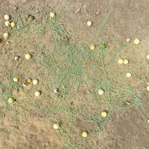 Tsamma melon (Citrullus species) in the Namib Desert