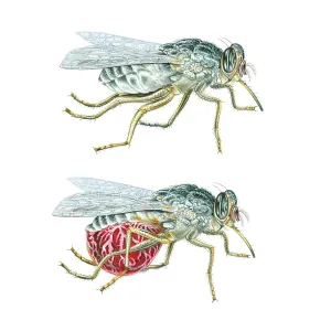Tsetse Fly before and after blood-sucking Tsetse Fly before and after blood-sucking