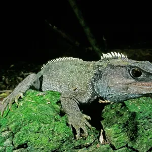 TUATARA TUATARA