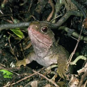 TUATARA - at burrow entrance TUATARA - at burrow entrance