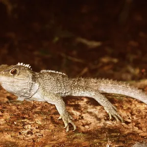 TUATARA - MALE TUATARA - MALE