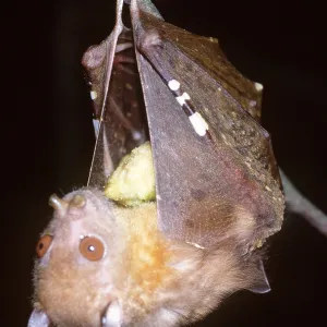 Tube-nosed / Fruit eating BAT - hanging from branch Tube-nosed / Fruit eating BAT - hanging from branch