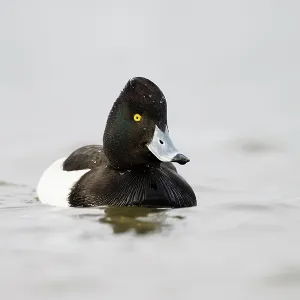 Tufted Duck male in water Cleveland, UK Tufted Duck male in water Cleveland, UK