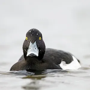 Tufted Duck male in water Cleveland, UK Tufted Duck male in water Cleveland, UK
