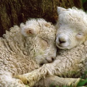 Tukidale Sheep - lambs, raised for carpet wool Tukidale Sheep - lambs, raised for carpet wool