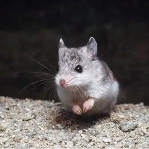 Tulare Grasshopper Mouse Tulare Grasshopper Mouse