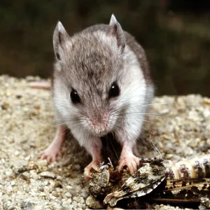 Tulare MOUSE - feeding on Grasshopper Tulare MOUSE - feeding on Grasshopper