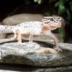 Turkish GECKO Turkish GECKO