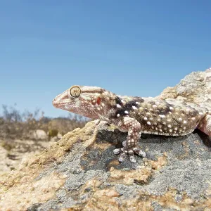 Turner's Thick-Toed Gecko Turner's Thick-Toed Gecko