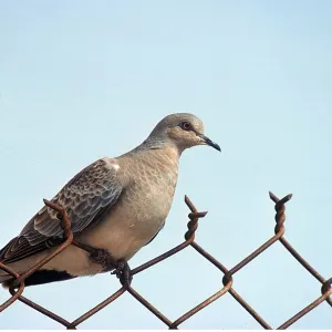 TURTLE DOVE - on wire fence