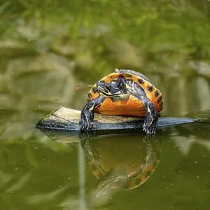 A turtle (Testudines) resting on a rock in the water A turtle (Testudines) resting on a rock in the water