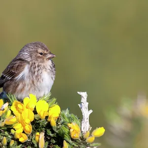 Twite - adult perching on gorse Twite - adult perching on gorse