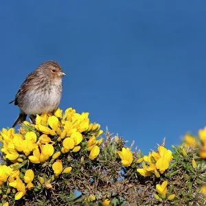 Twite - Single adult perching on gorse Twite - Single adult perching on gorse