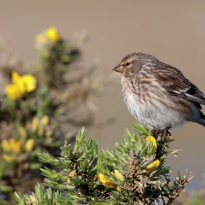 Twite - Single adult perching on gorse Twite - Single adult perching on gorse
