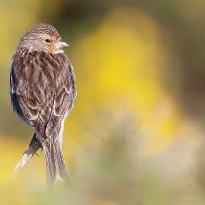 Twite - Single adult perching on gorse Twite - Single adult perching on gorse