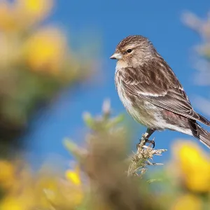 Twite - Single adult perching on gorse Twite - Single adult perching on gorse