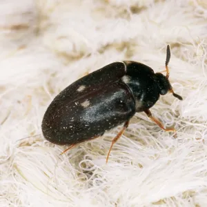 Two-Spotted Carpet / Museum BEETLE - adult