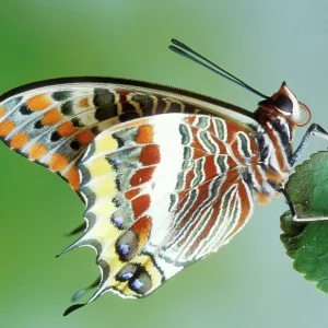 Two-tailed / Twin-tailed PASHA BUTTERFLY - on leaf Two-tailed / Twin-tailed PASHA BUTTERFLY - on leaf