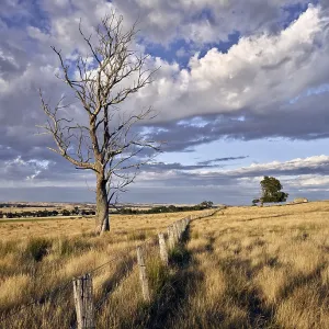 Typical summer landscape in central Victoria near Typical summer landscape in central Victoria near