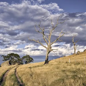 Typical summer landscape in central Victoria near Typical summer landscape in central Victoria near
