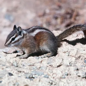 UINTA CHIPMUNK UINTA CHIPMUNK