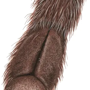 The underside of a spider's foot The underside of a spider's foot