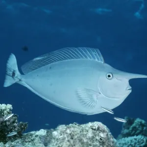UNICORN FISH - SIDE VIEW UNICORN FISH - SIDE VIEW