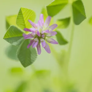 Unidentified Clover (Trifolium sp) flowering, G Unidentified Clover (Trifolium sp) flowering, G
