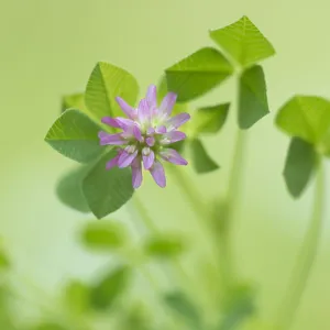 Unidentified Clover (Trifolium sp) flowering, G Unidentified Clover (Trifolium sp) flowering, G