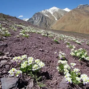 Upper Suru Valley Upper Suru Valley