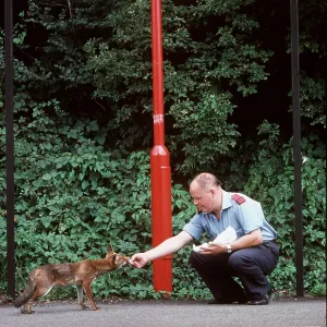 URBAN FOX - At railway station, being hand fed by man URBAN FOX - At railway station, being hand fed by man