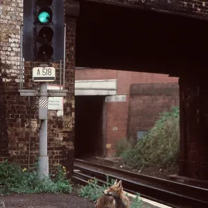 URBAN Red FOX - on railway platform URBAN Red FOX - on railway platform