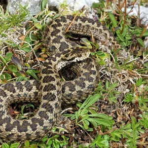 Ursini's viper Ursini's viper