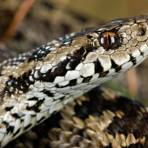 Ursini's viper - male Ursini's viper - male