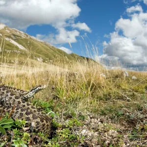 Ursini's viper - male in apennines habitat Ursini's viper - male in apennines habitat