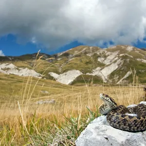 Ursini's viper - male in habitat Ursini's viper - male in habitat