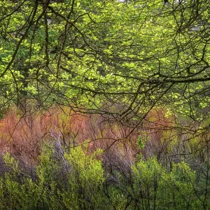 USA, West Virginia, New River Gorge National Park. Forest USA, West Virginia, New River Gorge National Park. Forest