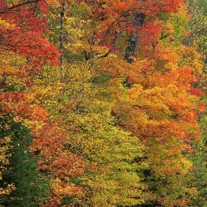 USA, Wisconsin, Chequamegon-Nicolet National Forest USA, Wisconsin, Chequamegon-Nicolet National Forest