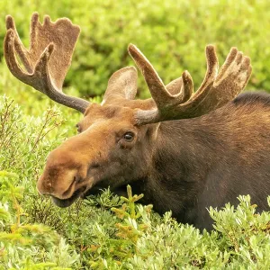 USA, Wyoming, Medicine Bow National Forest. Close-up of bull USA, Wyoming, Medicine Bow National Forest. Close-up of bull