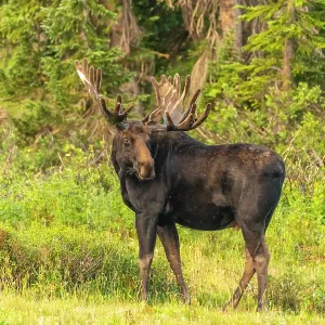 USA, Wyoming, Medicine Bow National Forest. Bull moose in USA, Wyoming, Medicine Bow National Forest. Bull moose in