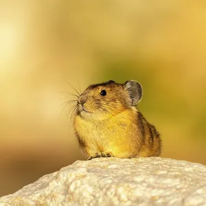 USA, Wyoming, Medicine Bow National Forest. Close-up of pika USA, Wyoming, Medicine Bow National Forest. Close-up of pika