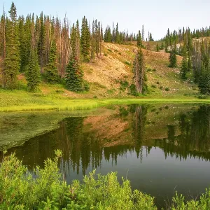 USA, Wyoming, Medicine Bow National Forest. Floating grasses USA, Wyoming, Medicine Bow National Forest. Floating grasses