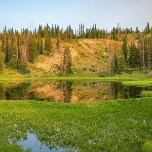 USA, Wyoming, Medicine Bow National Forest. Floating grasses USA, Wyoming, Medicine Bow National Forest. Floating grasses