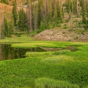 USA, Wyoming, Medicine Bow National Forest. Floating grasses USA, Wyoming, Medicine Bow National Forest. Floating grasses