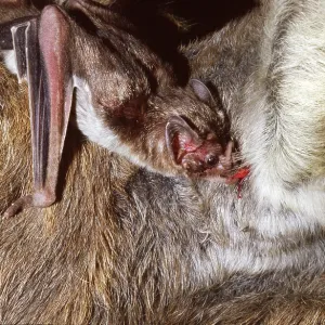 Vampire Bat - feeding on a donkey