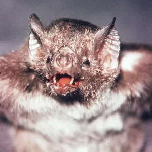 Vampire BAT - with mouth open. Periodical ecto parasite