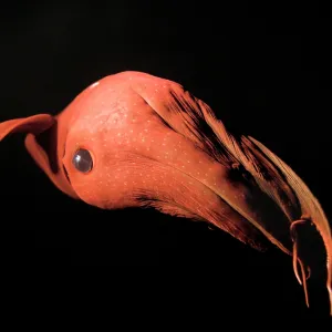 Collections: Creature Feature - Vampire Squid