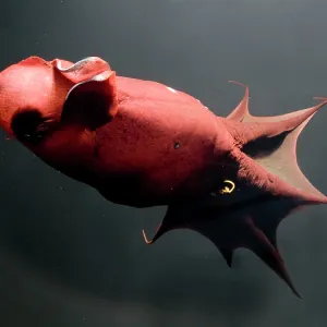: Creature Feature - Vampire Squid