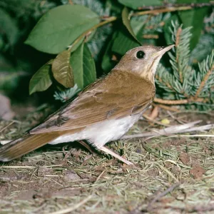 VEERY - on forest floor VEERY - on forest floor