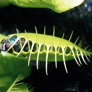 VENUS FLY TRAP - closed over caught fly VENUS FLY TRAP - closed over caught fly